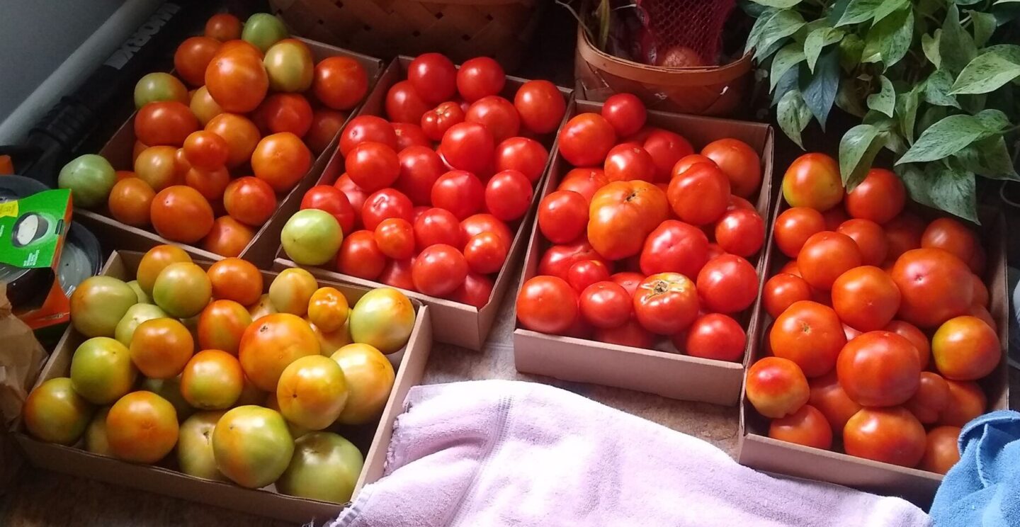 Growing Tomatoes – Some Personal* Experience